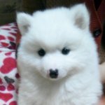 암만씨~ 암만 귀엽구말구 ㅋ  울<b>집강</b>지소개합니당