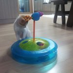 냥판..<b>코코</b>예요 2