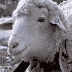 <b>자동적</b>으로 눈깔게 되는 사진