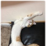 사진有)하트를 품은 고양이 <b>베니</b> !!귀염주의!!