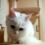 [냥판] <b>대두</b>김용배의 잠깨우지마!