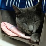 <b>러블</b> 상추냥판)