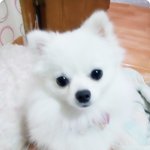 [11탄]깡총구름이 반려견등록증 발급!!