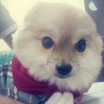 우리꼬마 귀요<b>미송</b>