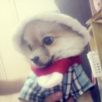 강아지 귀요<b>미송</b>