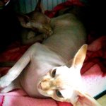 아...우리 스핑크스들... 너무 빠름 ㅍ.ㅠ