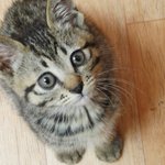 돼지냥 김야옹의 최강<b>역변</b>