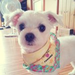 귀여운 우리 집 <b>강쥐</b>를 소개해여~~~^^