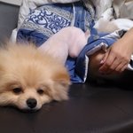 우리집막둥이 <b>보리</b>^^