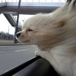 우리집막둥이 <b>보리</b>^^2