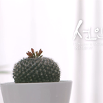 남우현 루시아 <b>듀엣</b>곡_선인장
