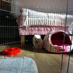 사진포함)우리집 강아지는 몽실 강아지!!! (화이트<b>포</b><b>메</b>)