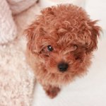 몽망이네/상남자 망고를 소개합니다!