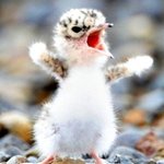 화난 표정도 귀여운 <b>동물</b>들