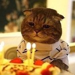 이고양이 무슨 종이에요???