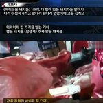 충격적인 바베큐<b>돼지</b>의진실.jpg