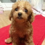 너무 기여운 토이푸들 <b>아리</b>