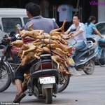 <b>노릇</b> <b>노릇</b>하니 참 예쁜 강아지에요!