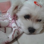 우리<b>집</b>막둥이<b>순</b>돌이를소개합니다~^^