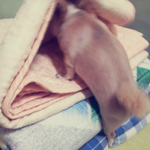 *.*다들 아직도 아기로 착각하는 울집<b>숙녀</b>들!