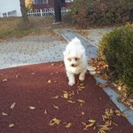 @@믹스견 보름이의 일상  2@@