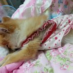 강아지 귀요<b>미송</b>