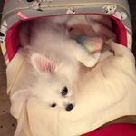 사진有)몽실몽실 <b>몽실이</b>:)