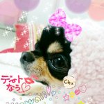 장모치와와 <b>사쿠</b>뽕^^