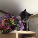 <b>러블</b> 상추냥판) 추냥이 중성화수술하다ㅜㅜ