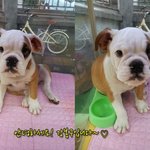 잉글리쉬<b>불독</b> 매력에 빠져보시겠습니까?