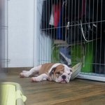 잉글리쉬<b>불독</b> 여  "봉자"