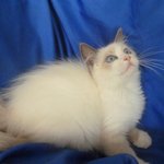 [래그돌냥이] 우리집 막내 개냥이