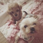 홍삼이&amp;<b>산삼</b>이 (쌍삼이네)