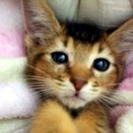 사진多) 아비시니안 향일이의 똥꼬<b>발랄</b>한 일상