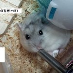 [햄스터판] 크림 <b>푸딩</b> 아잉이