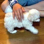 ***매력터지는 우리집 솜이를 소개합니다!!!!!