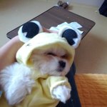 우리집 뚱이는 <b>말썽</b>쟁이