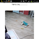 아나 강아지다리없는줄 ㅠㅠ