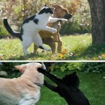 <b>쿵푸</b>냥이