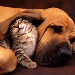 개이불 덮는 고냥이