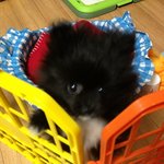 뚱수니동거이야기 (<b>포</b><b>메</b>주의)