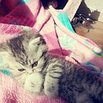 우리집<b>보리</b>를<b>보리</b>