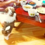 *시<b>츄</b>* 머리에 하얀 하트가 있는, 사랑이 ;p