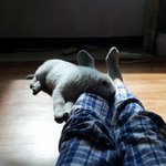 강아지가 자꾸 여기저기 물어 뜯어요.