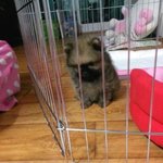 우리집귀염둥이 콜라 [포메라니안]