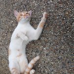 도와주세요 ㅠㅠ)아파트 고양이 +추가