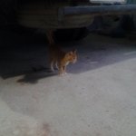 저희 고양이 귀엽죠!!!!!