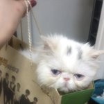 (후기)고양이 배 빵빵한 이유 아시는 집사님 안계세요?