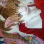 세상어디에도없는 고양이 별이와의 만남