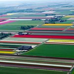 31} 네덜란드 <b>튤립</b> 밭